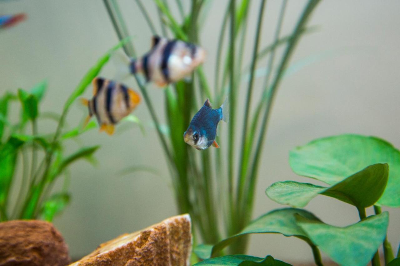 B&B Aquarium Сан-Бенедетто-дель-Тронто Экстерьер фото